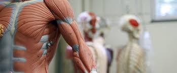 Anatomy Department